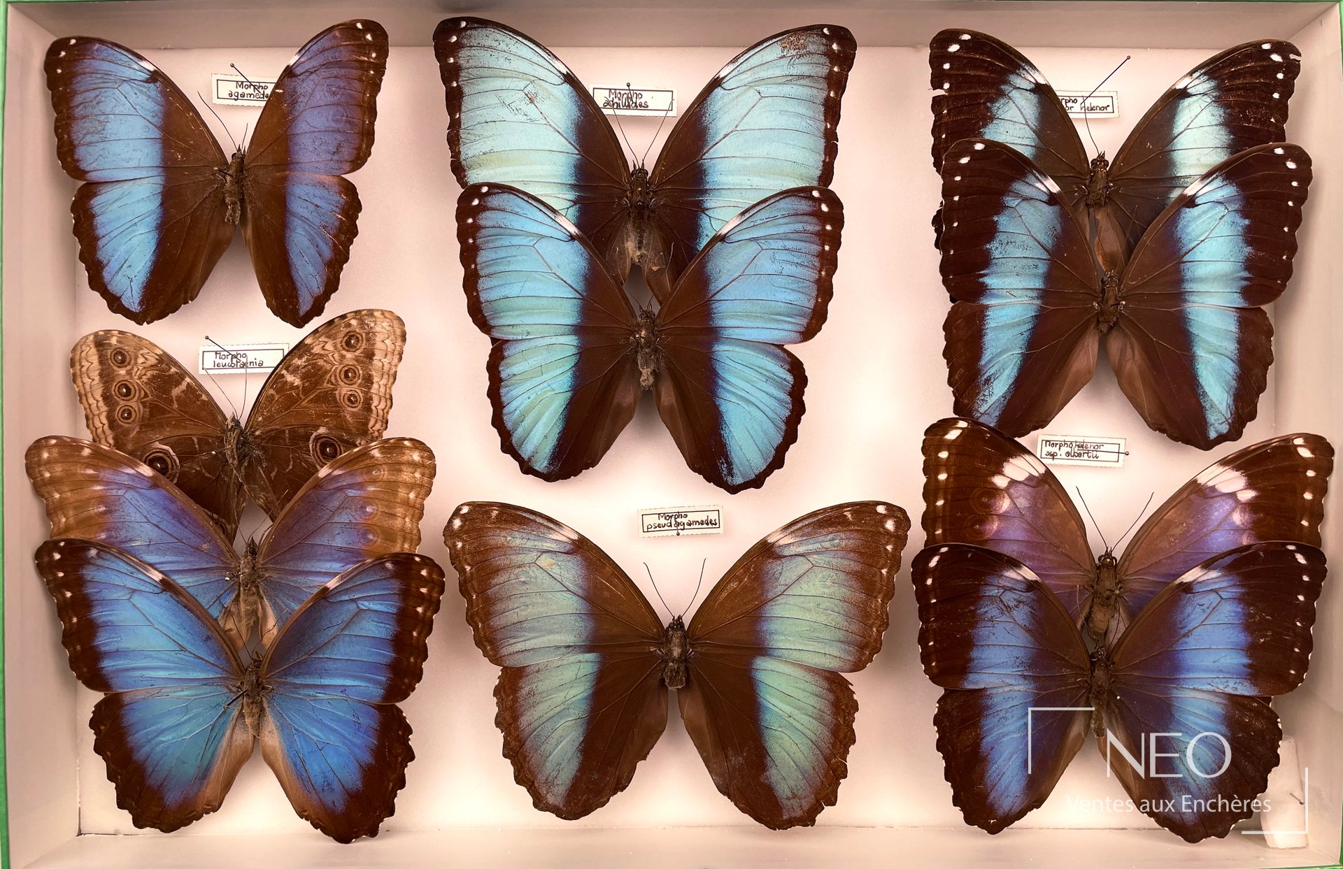 Boîte de morphos présentés en vue de dessus