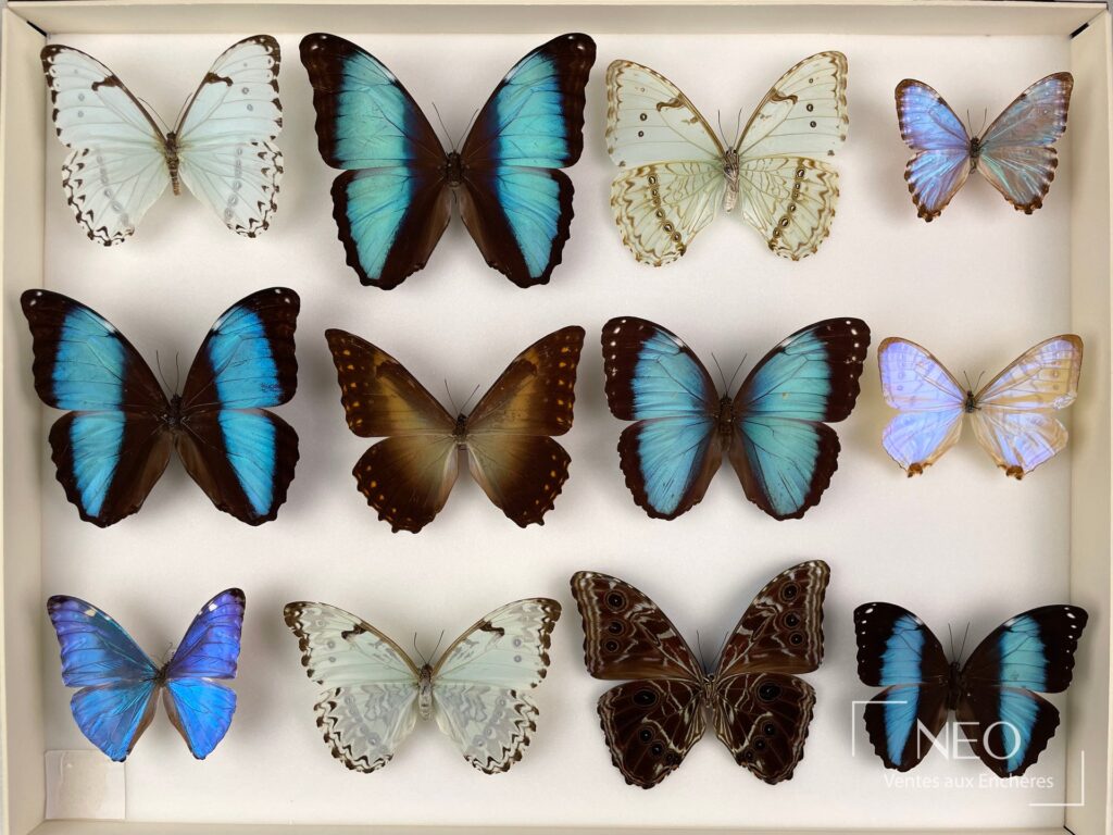Boîte de papillons naturalisés avec grands Morphos bleus