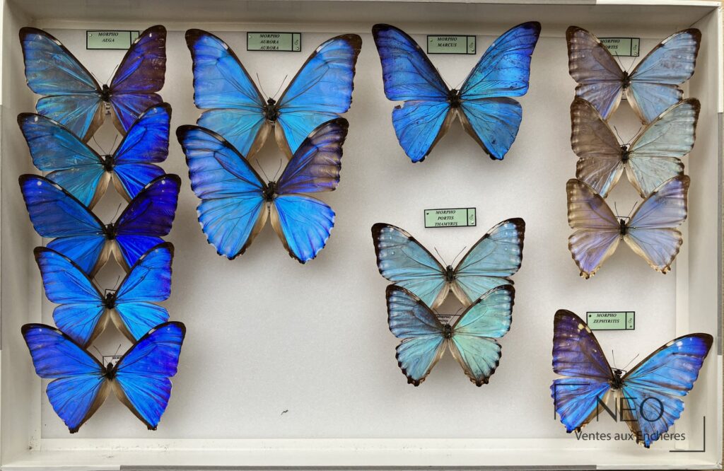 Deux boites de papillons Morpho présentées sous verre
