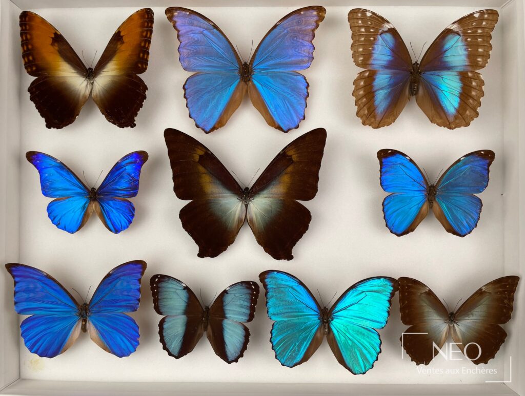 Boîte entomologique montrant plusieurs morphos aux ailes bleues et brunes