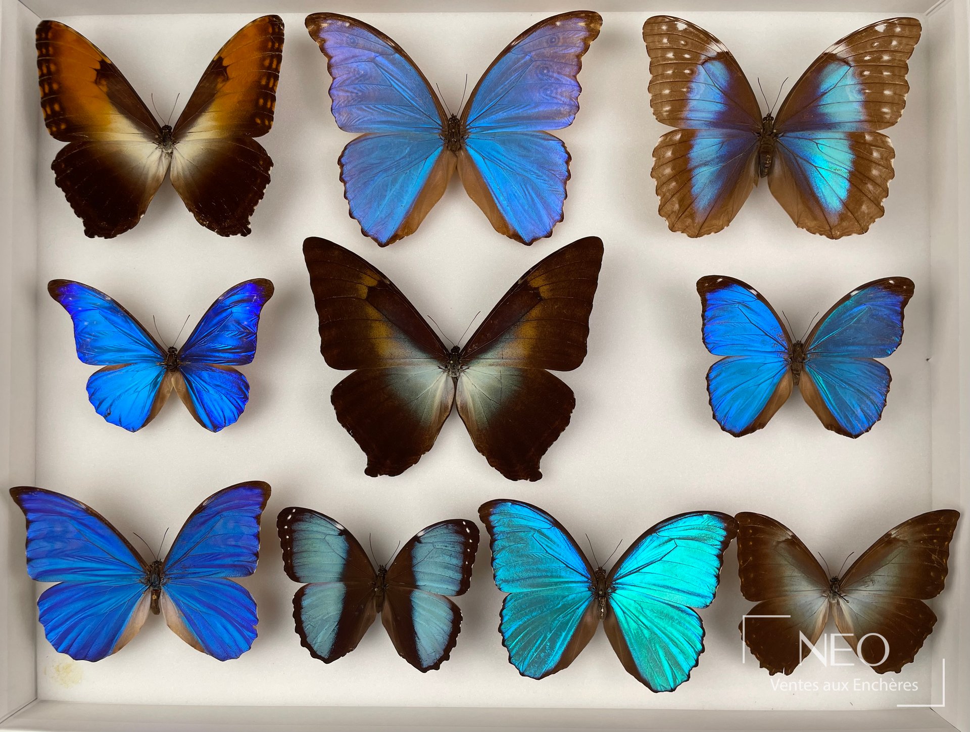 Boîte entomologique montrant plusieurs morphos aux ailes bleues et brunes