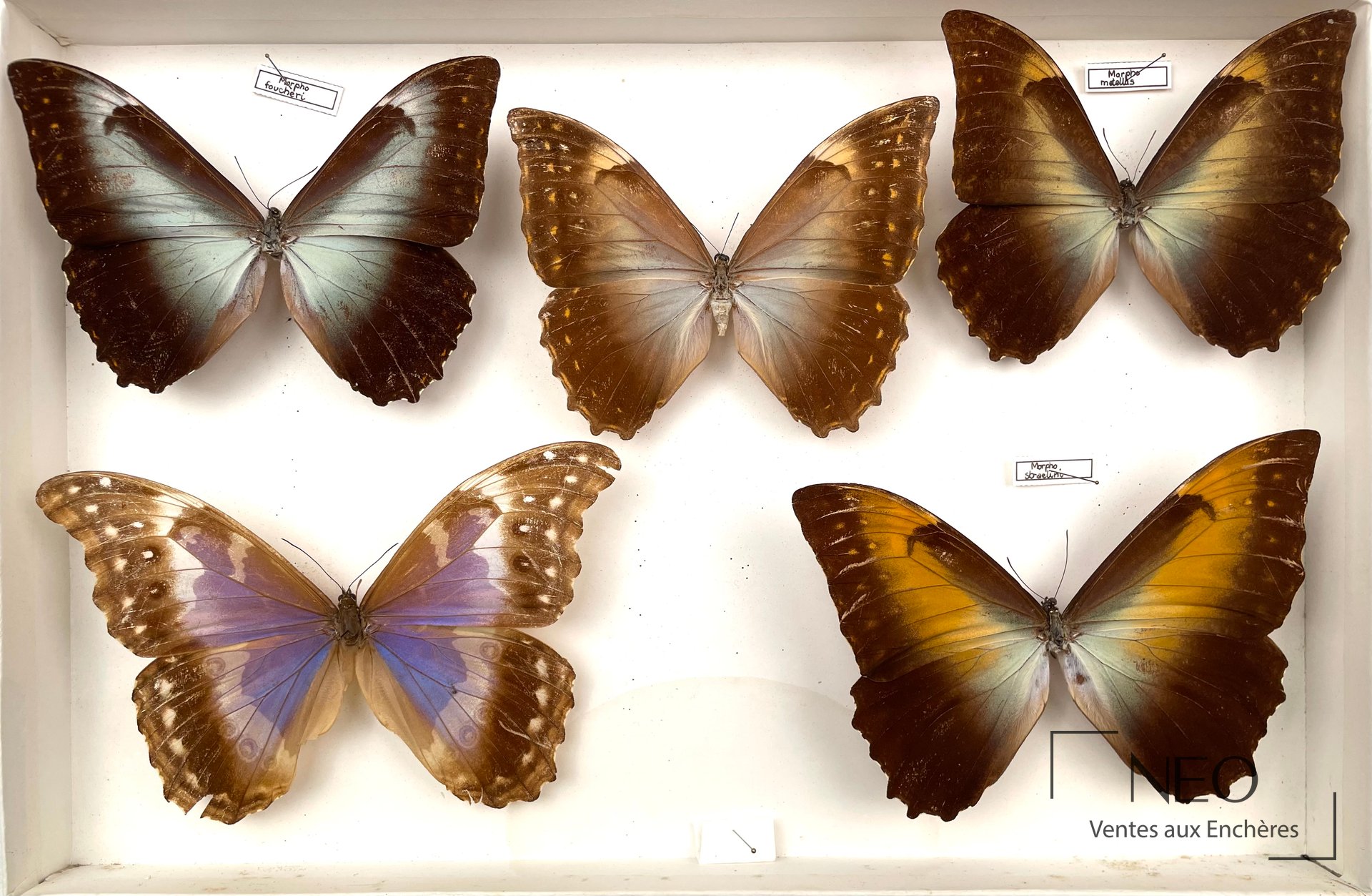 Quatre grands papillons Morpho disposés dans une boîte