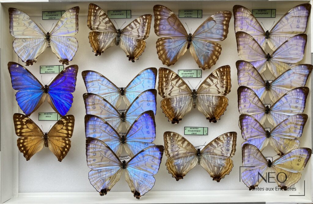 Boîte de morphos avec plusieurs papillons épinglés et étiquetés