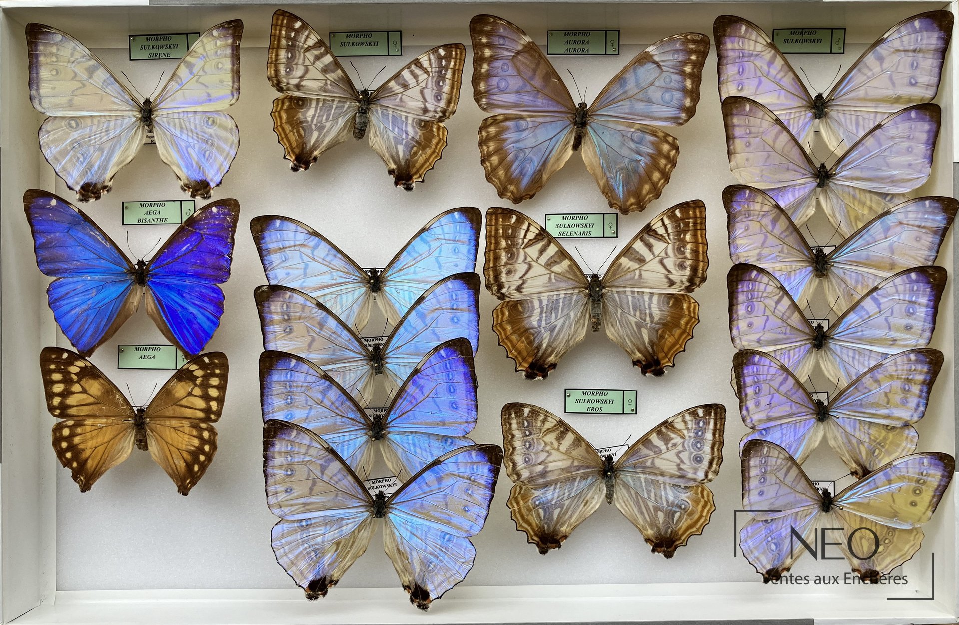 Morphos sulkowskyi et divers, boîte entomologique