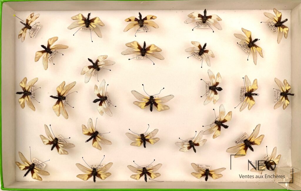 Boîte d’insectes naturalisés avec plusieurs névroptères et étiquettes manuscrites