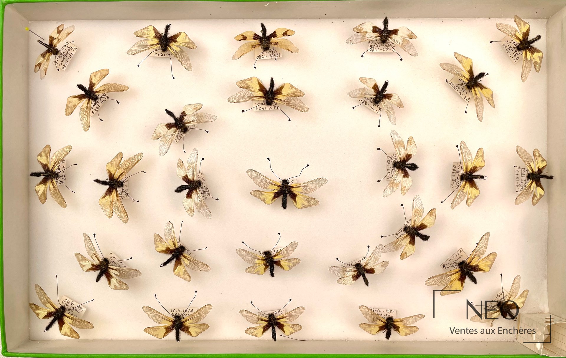 Boîte d’insectes naturalisés avec plusieurs névroptères et étiquettes manuscrites