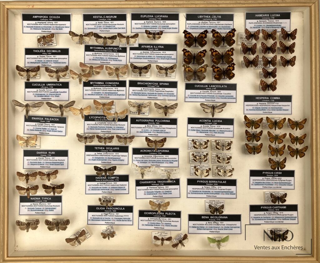 Boîte entomologique présentée sous verre