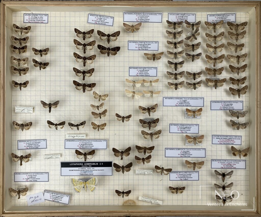 Boîte d'entomologie avec papillons nocturnes épinglés sur fond quadrillé
