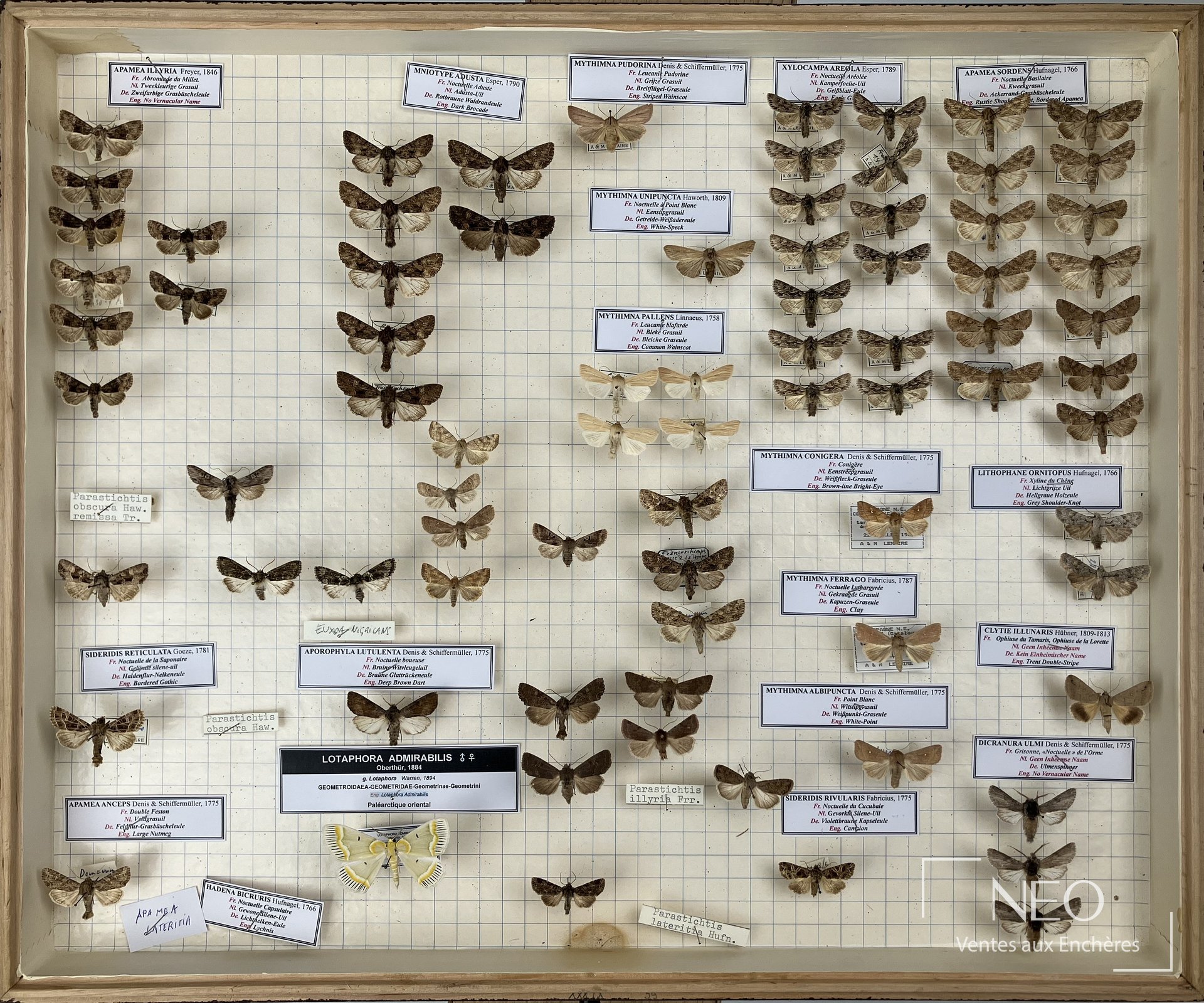 Boîte d'entomologie avec papillons nocturnes épinglés sur fond quadrillé