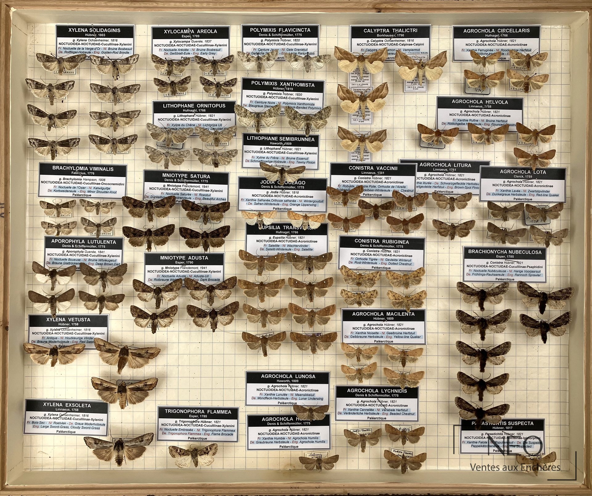 Vue d’ensemble d’une boîte entomologique garnie de noctuides et d’étiquettes nominatives.