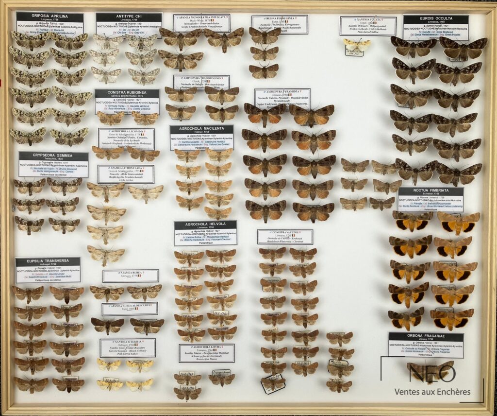 Quatre boites entomologiques de Noctuidae paléarctiques diverses