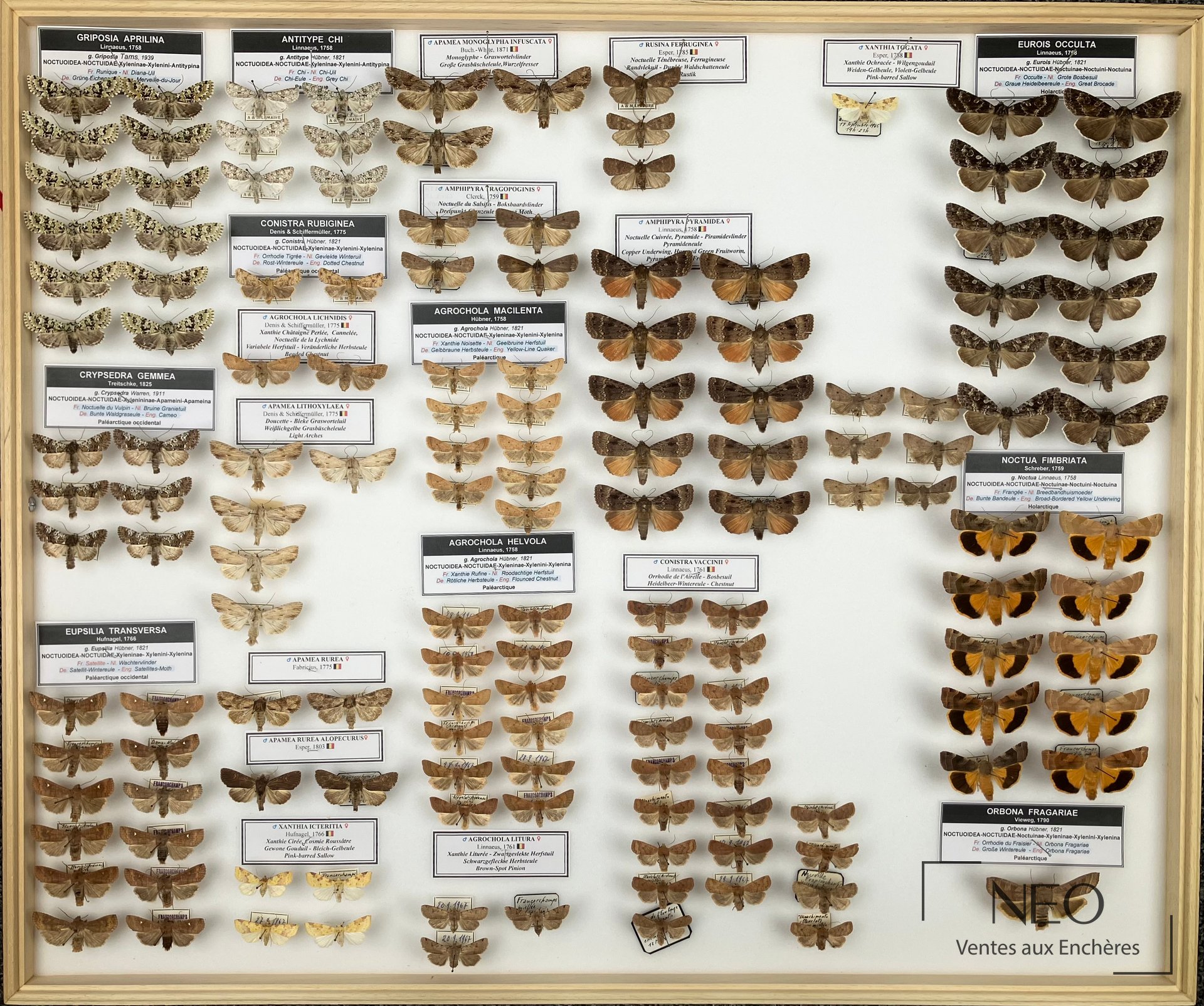 Quatre boites entomologiques de Noctuidae paléarctiques diverses