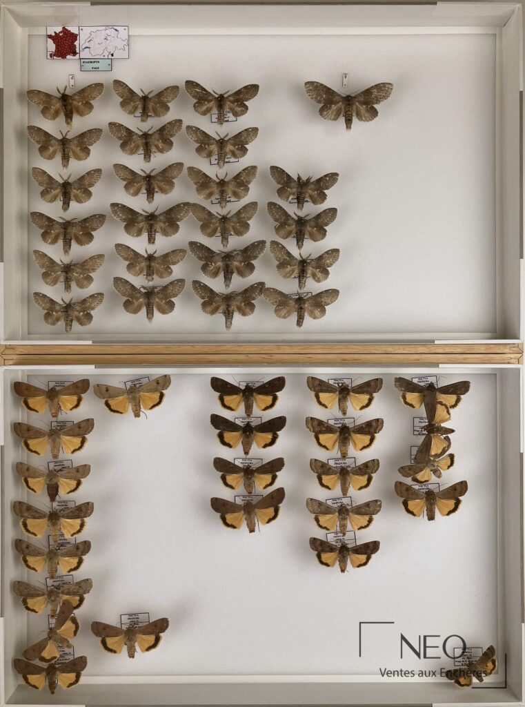 Neuf boîtes entomologiques avec papillons épinglés
