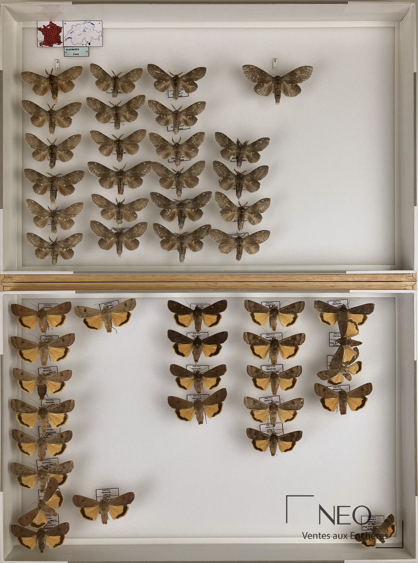 Neuf boîtes entomologiques avec papillons épinglés