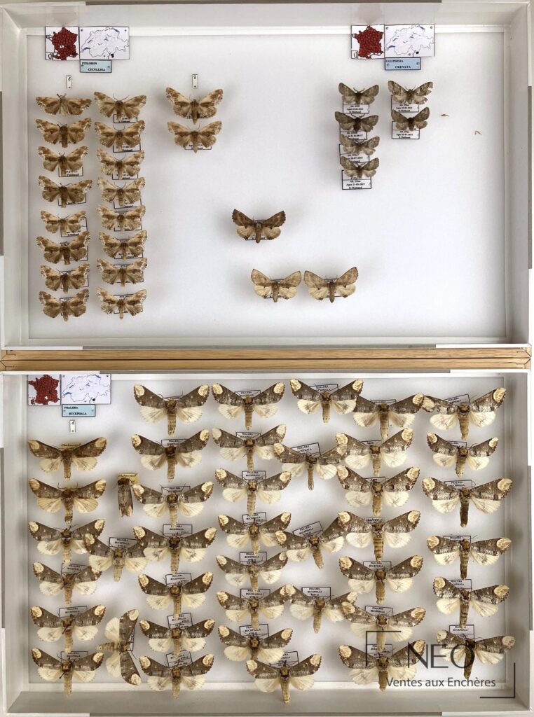 Boîtes entomologiques de Notodontidae paléarctiques divers présentées dans un cadre blanc