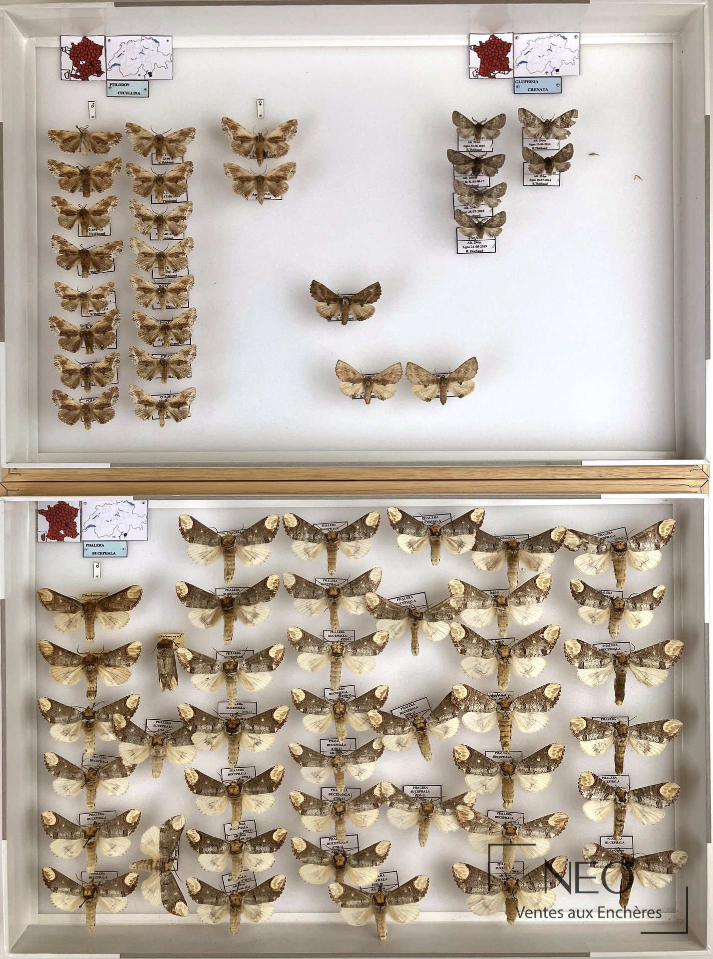 Boîtes entomologiques de Notodontidae paléarctiques divers présentées dans un cadre blanc