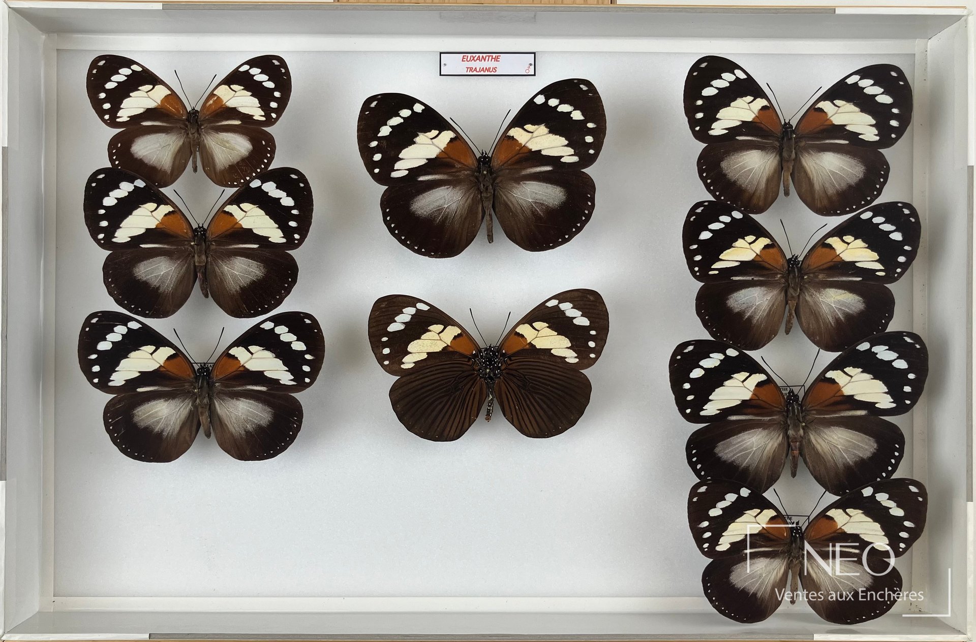 Vue d’ensemble de cinq boîtes de papillons Nymphalidae africains montés sur fond clair