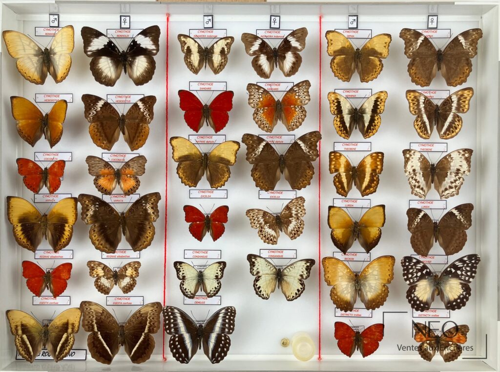 Trois boîtes entomologiques de Nymphalidae africains sous verre