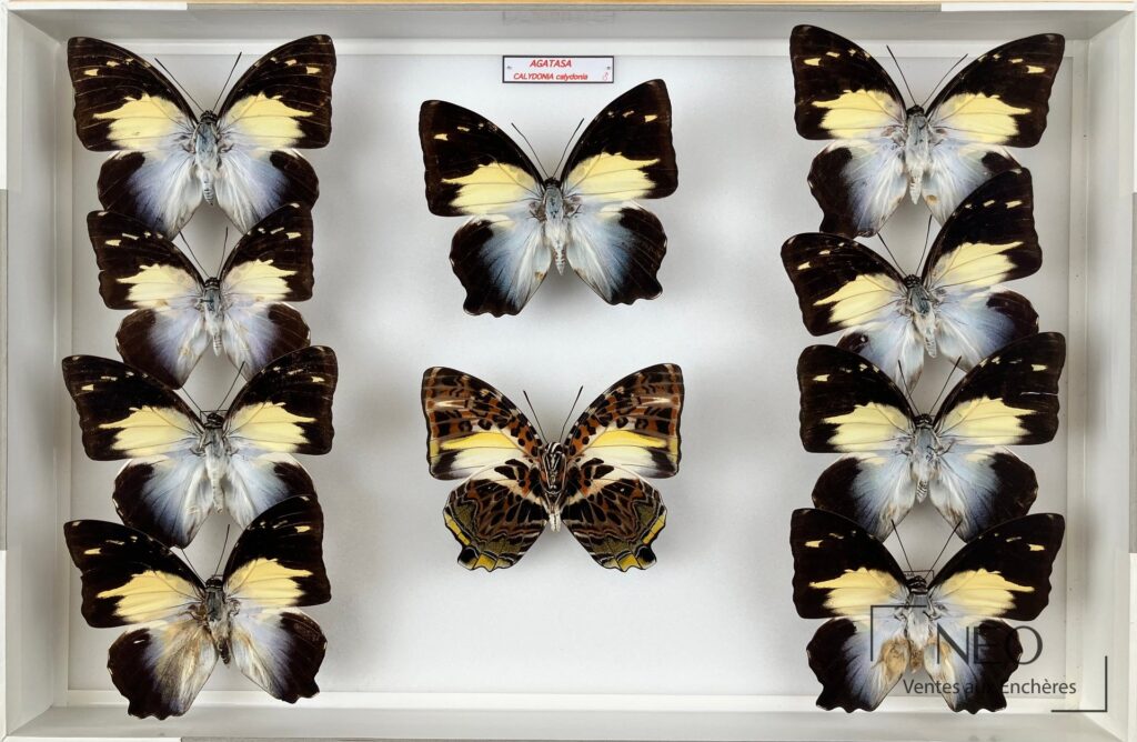 Boîte entomologique présentant plusieurs Nymphalidae asiatiques en vue d'ensemble