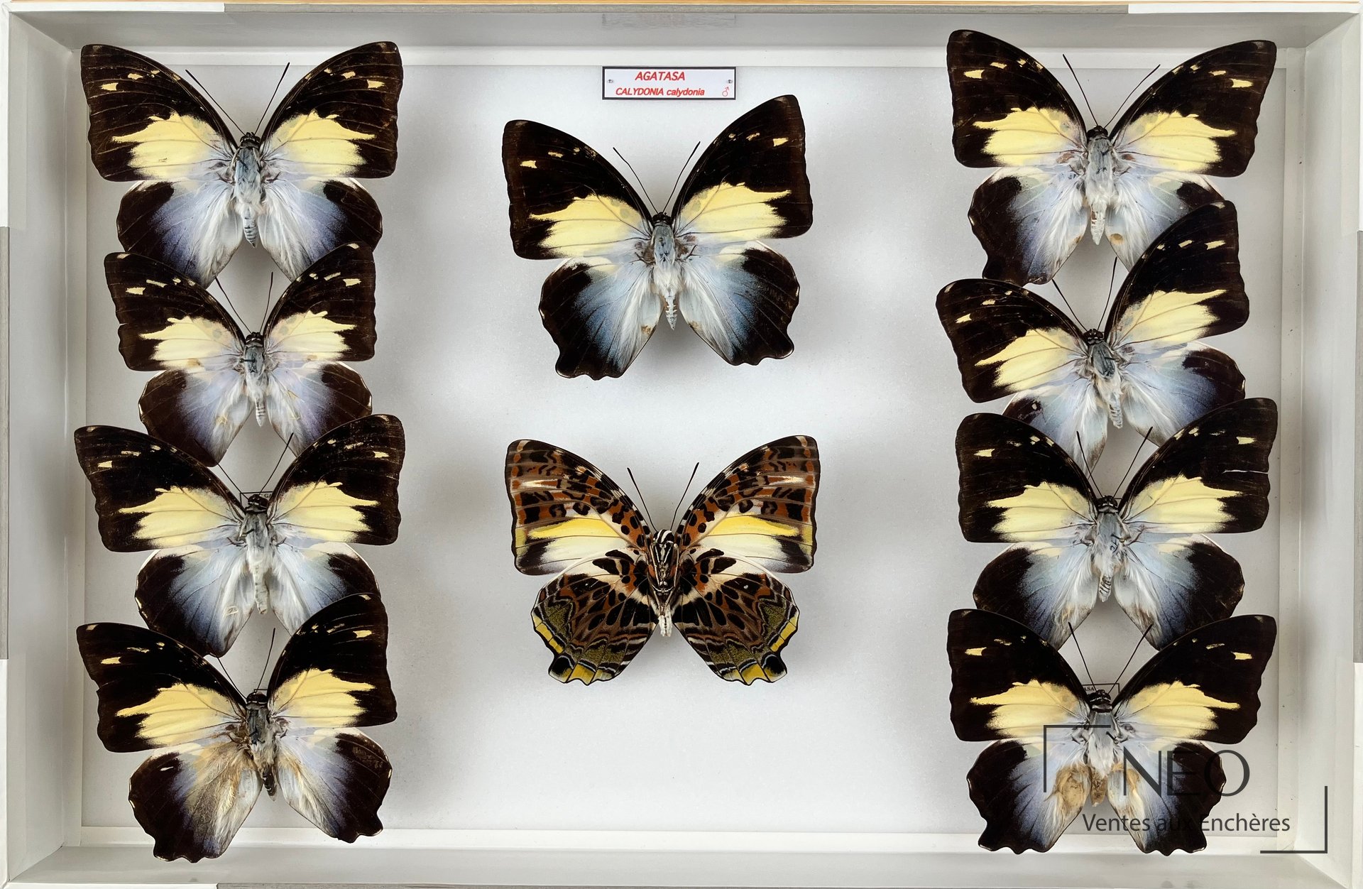 Boîte entomologique présentant plusieurs Nymphalidae asiatiques en vue d'ensemble