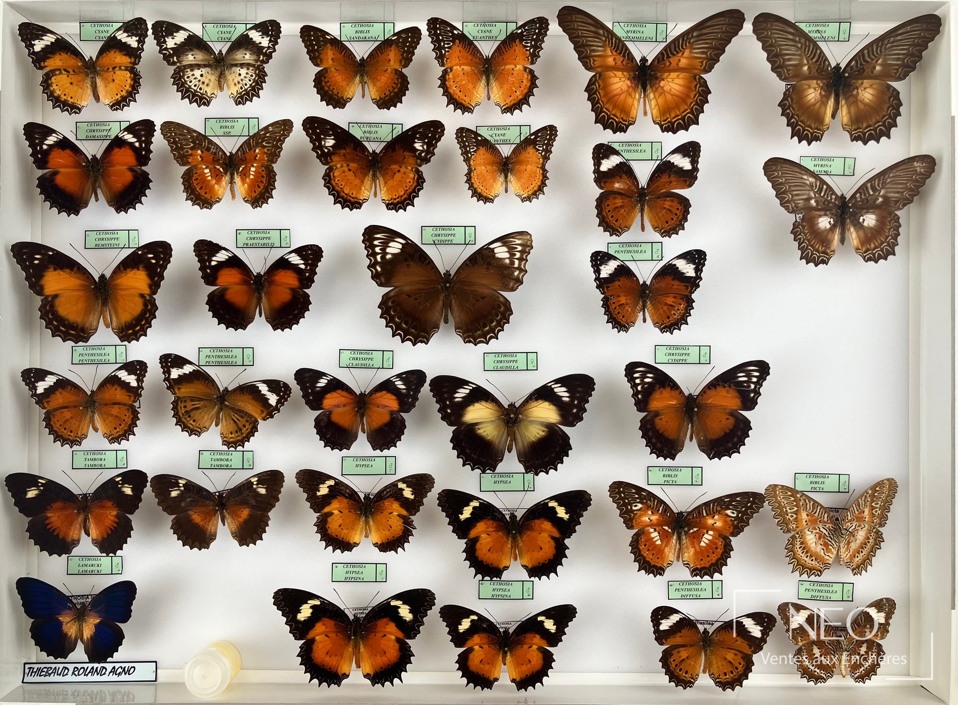 Trois boîtes entomologiques de papillons asiatiques présentées de face.