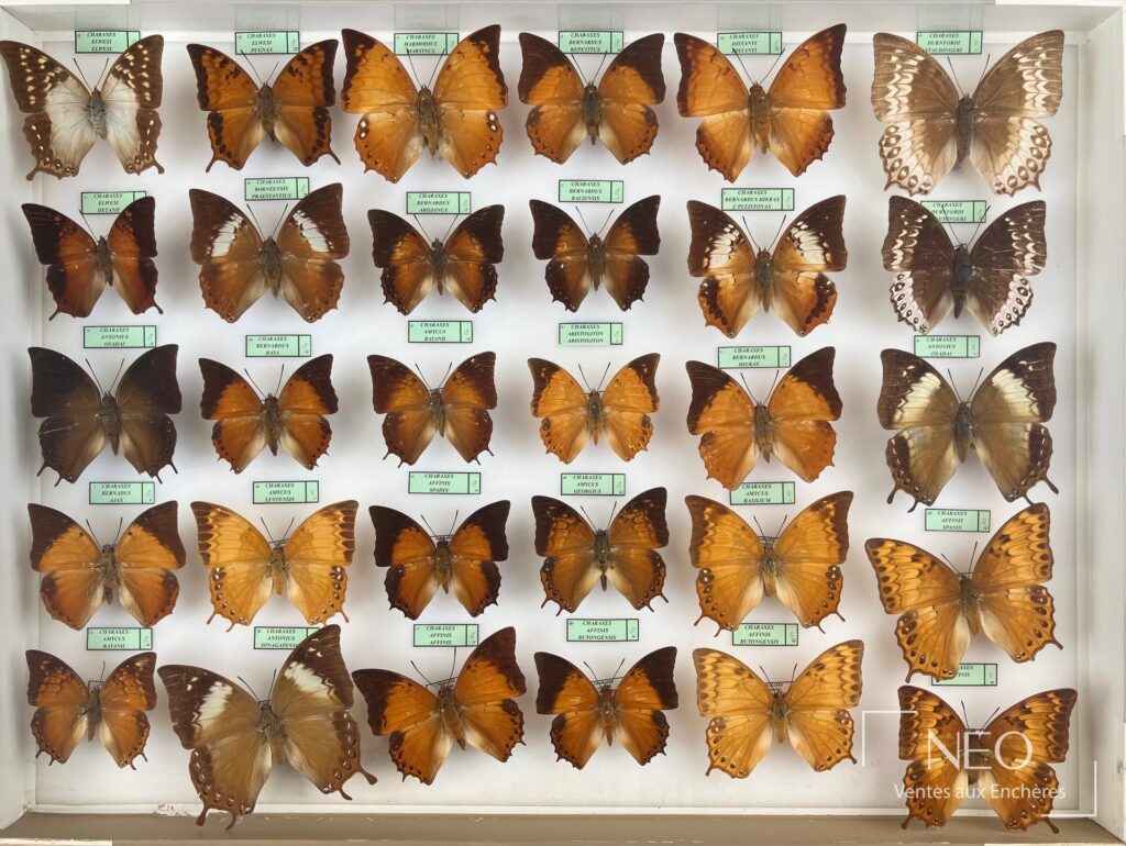Vue d'ensemble de plusieurs boîtes entomologiques garnies de Nymphalidae asiatiques