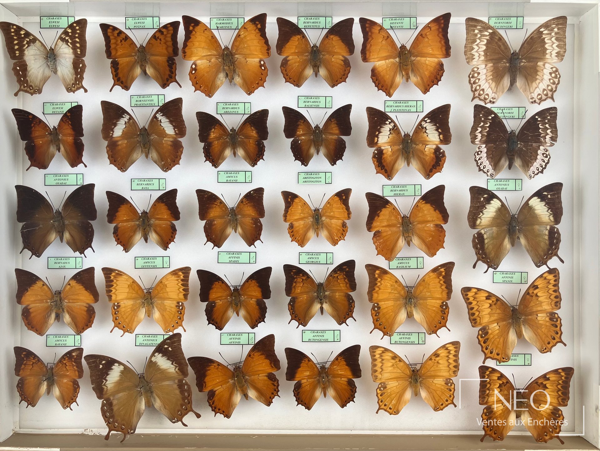 Vue d'ensemble de plusieurs boîtes entomologiques garnies de Nymphalidae asiatiques