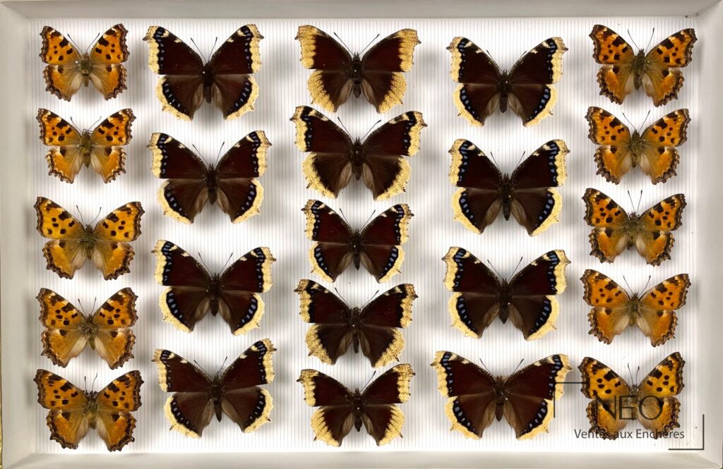 Ensemble de papillons Nymphalidae de France présentés en boîtes