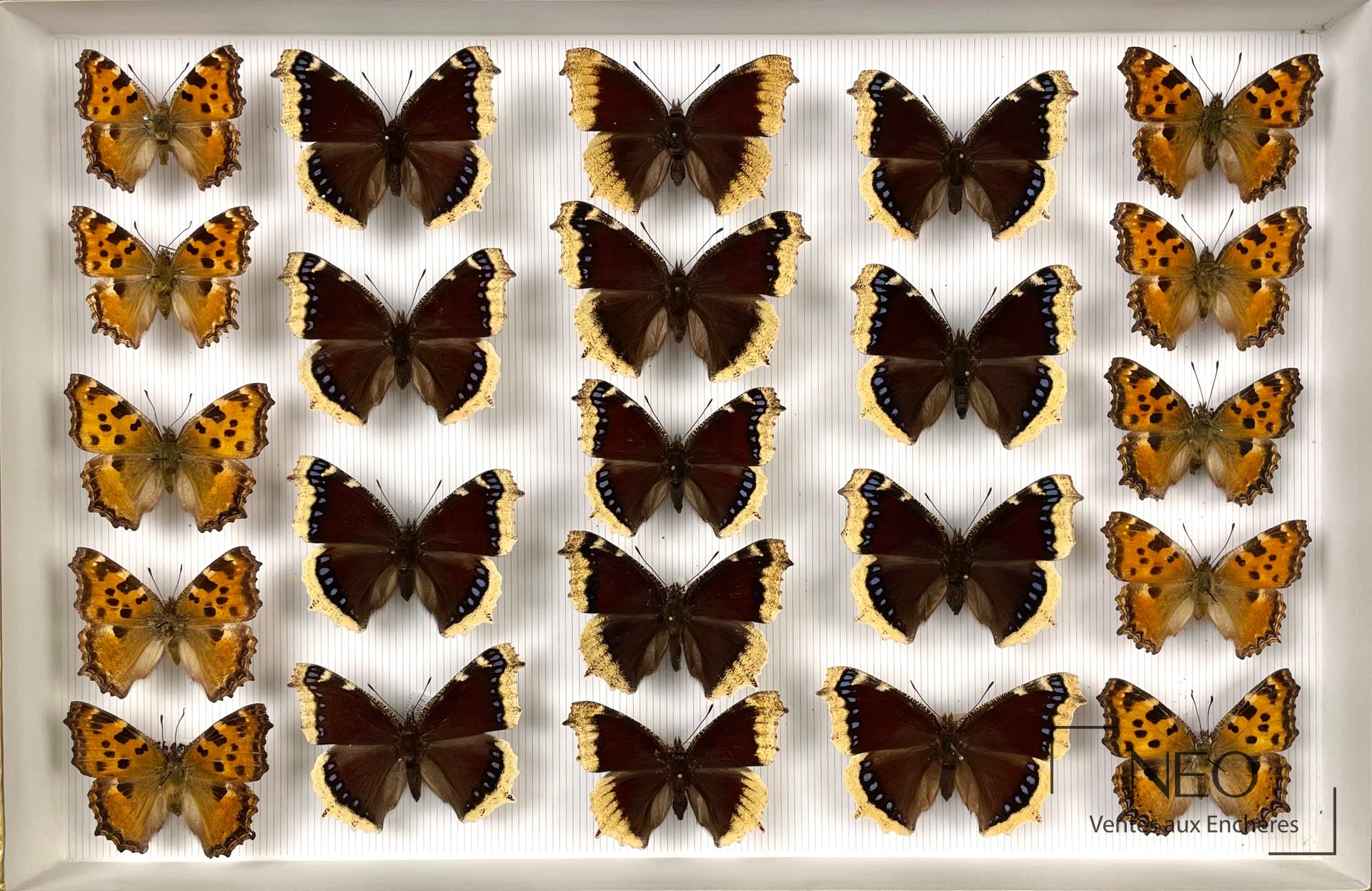 Ensemble de papillons Nymphalidae de France présentés en boîtes