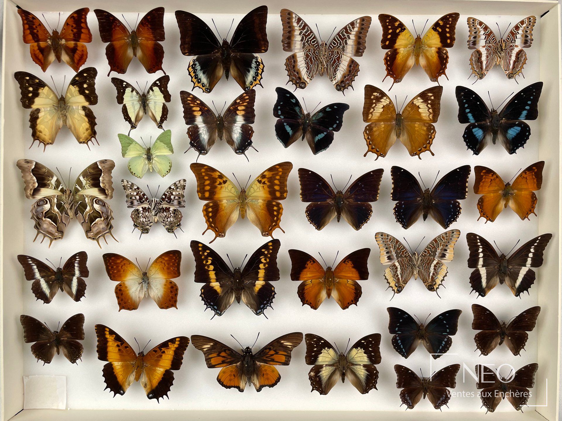 Trois boîtes de papillons naturalisés