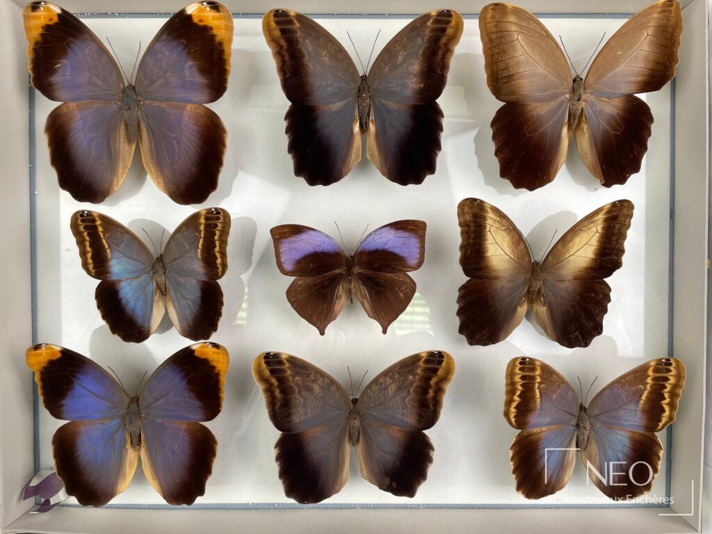 Boîte de papillons naturalisés montrant plusieurs grands Nymphalidae exotiques aux ailes brunes et bleutées.