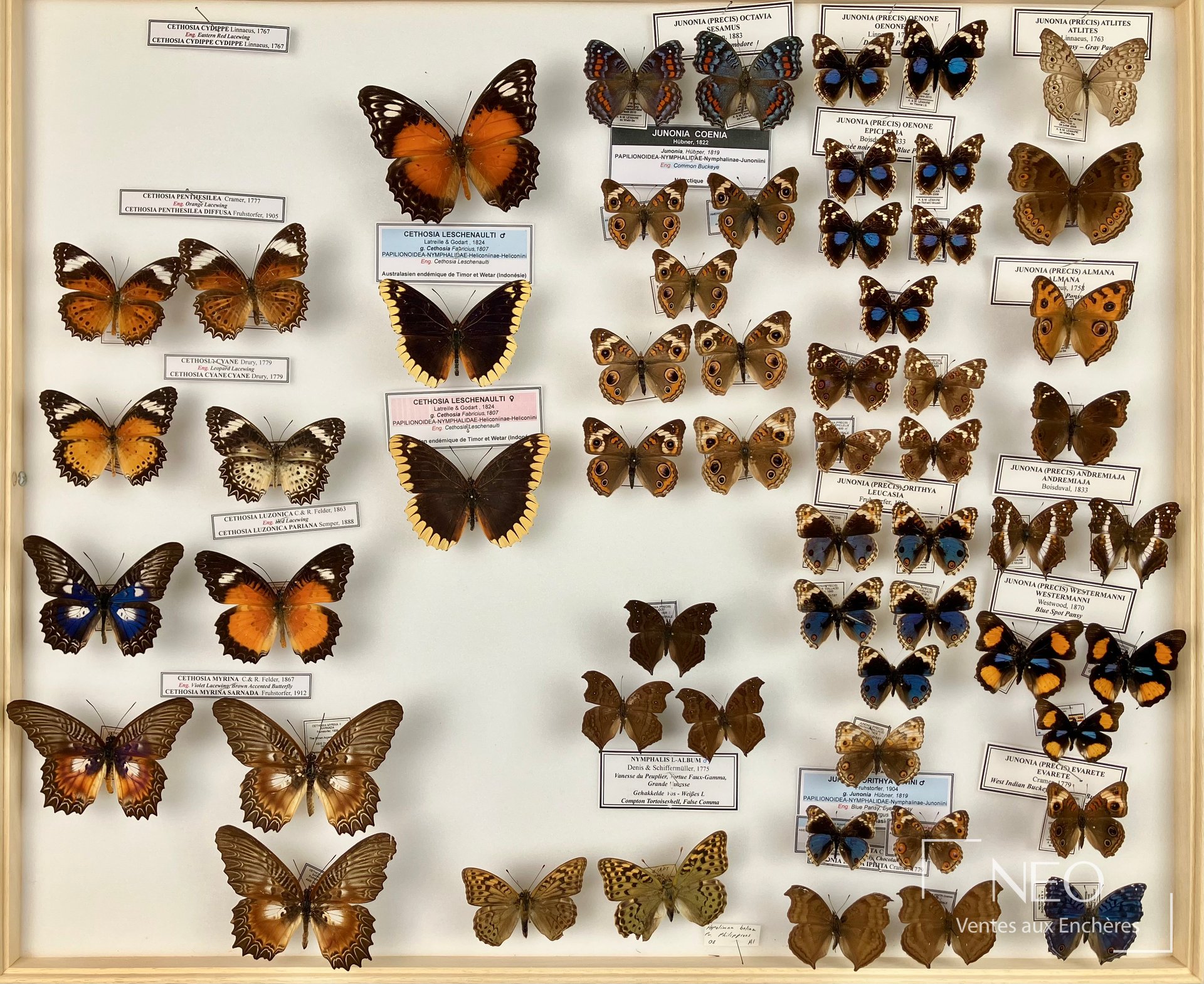 Boîte entomologique présentant plusieurs papillons Nymphalidae exotiques sur fond clair