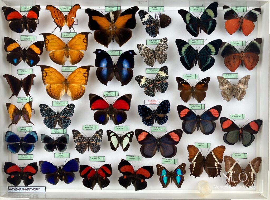 Ensemble de papillons néotropicaux en boîtes