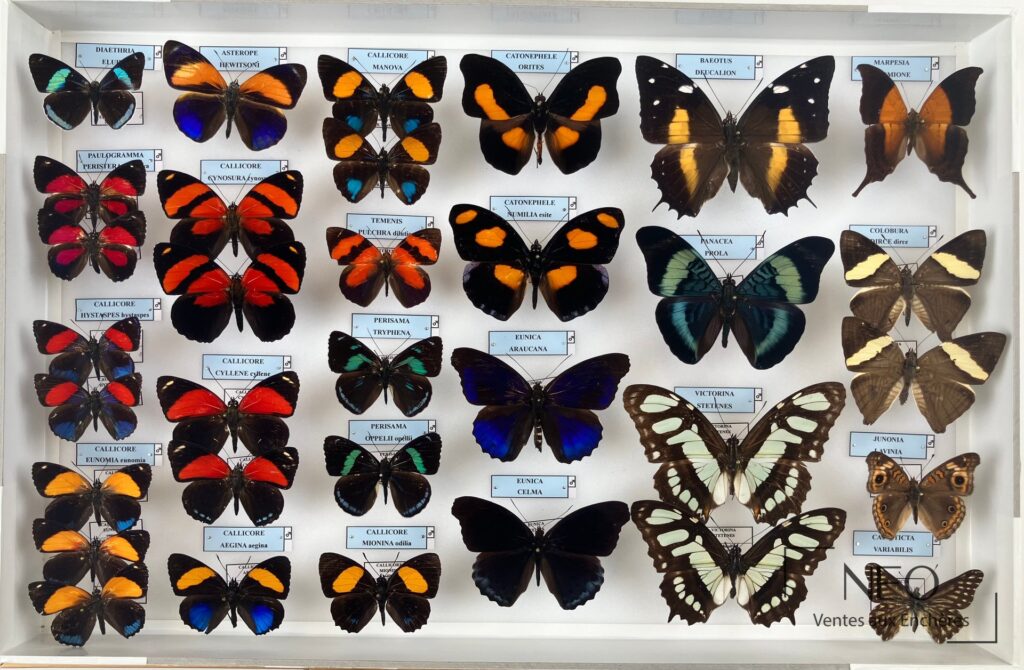 Boîte d'entomologie de Nymphalidae néotropicaux avec papillons naturalisés et étiquettes bleues