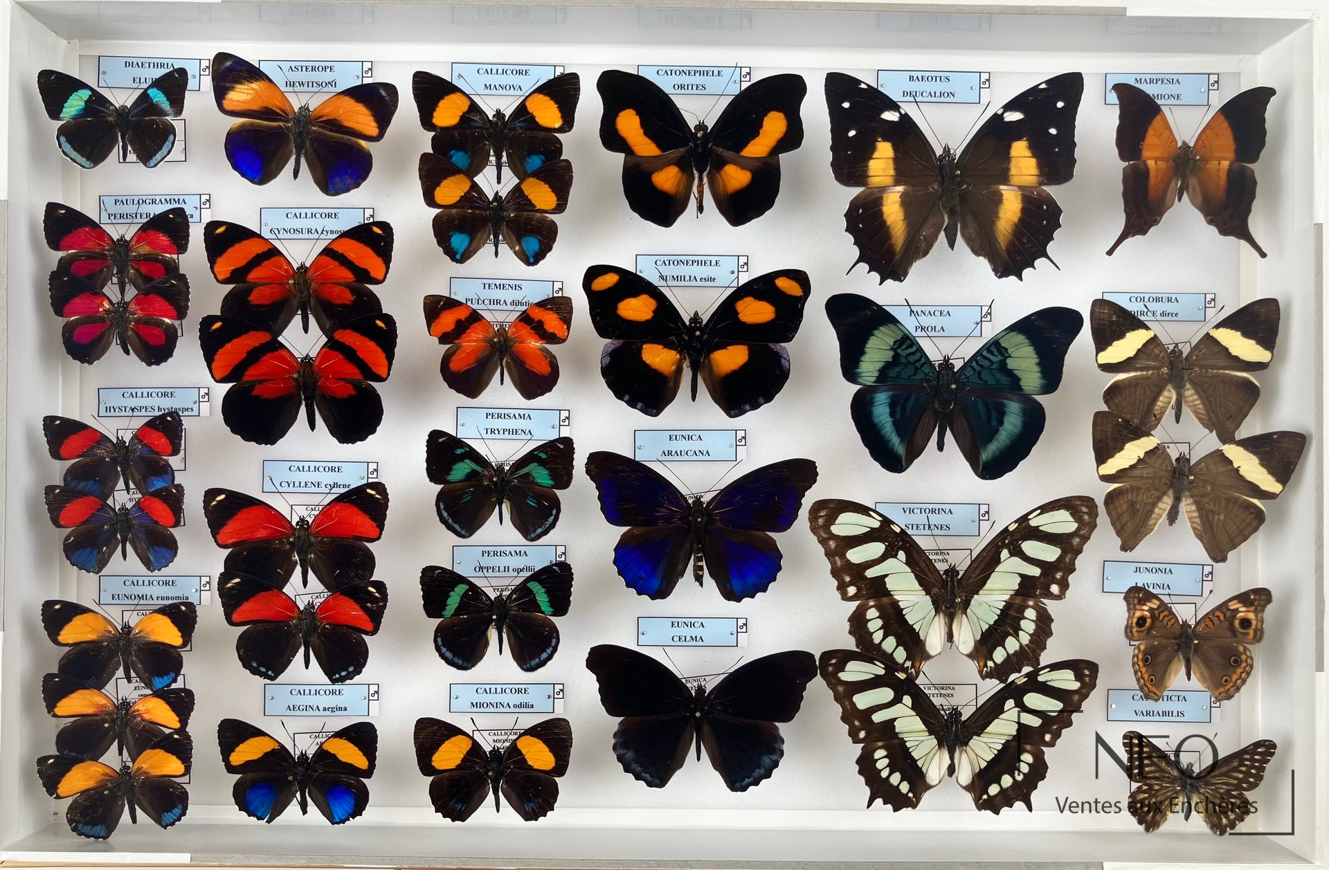 Boîte d'entomologie de Nymphalidae néotropicaux avec papillons naturalisés et étiquettes bleues