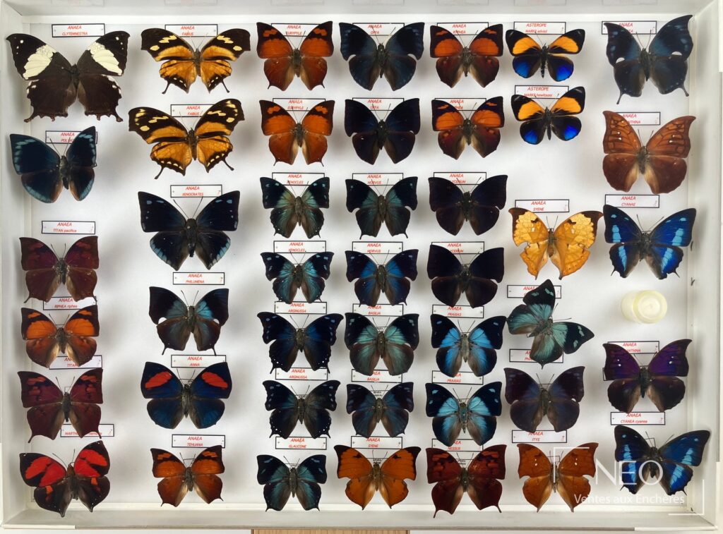 Quatre boîtes d’insectes présentant des papillons Nymphalidae disposés en série