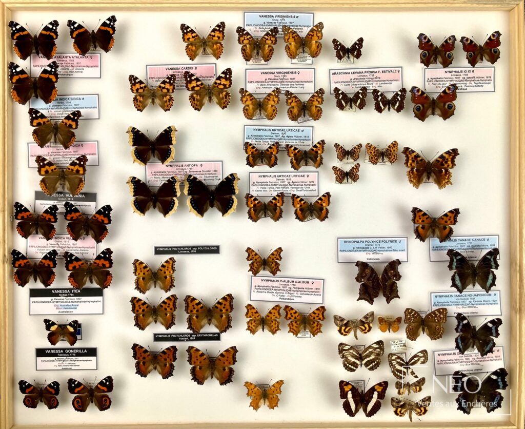 Boîte d’insectes naturalisés avec plusieurs papillons Nymphalidae disposés sur fond clair
