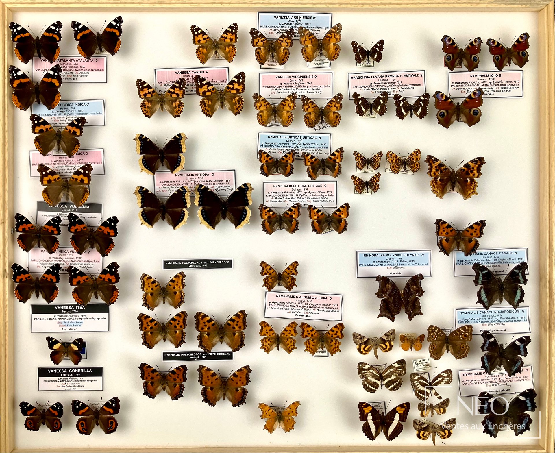 Boîte d’insectes naturalisés avec plusieurs papillons Nymphalidae disposés sur fond clair