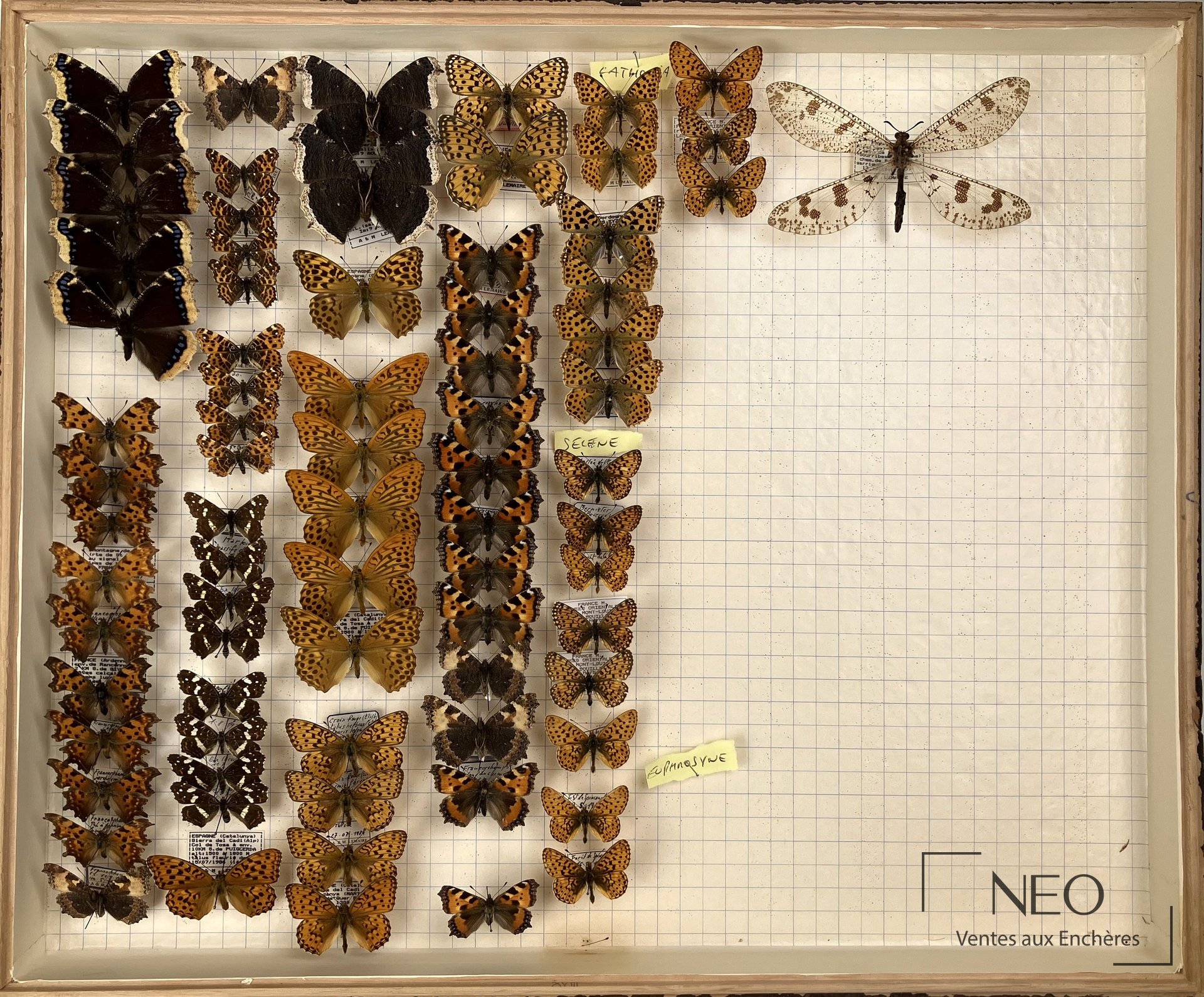 Boite entomologique présentant de nombreux papillons montés sur fond quadrillé