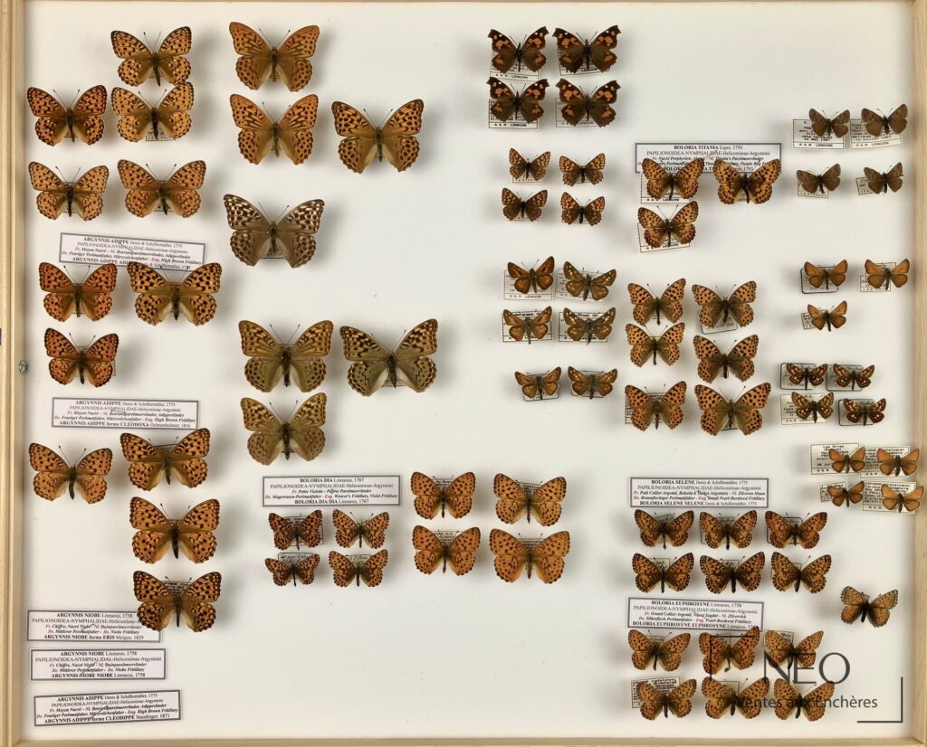 Trois boîtes entomologiques remplies de papillons naturalisés sur fond blanc.