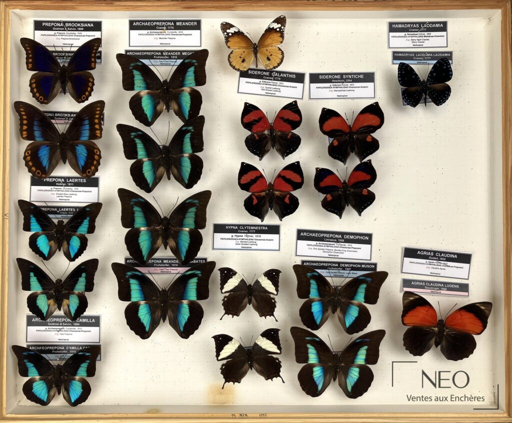 Boîte entomologique présentant plusieurs papillons Nymphalidae avec étiquettes scientifiques.