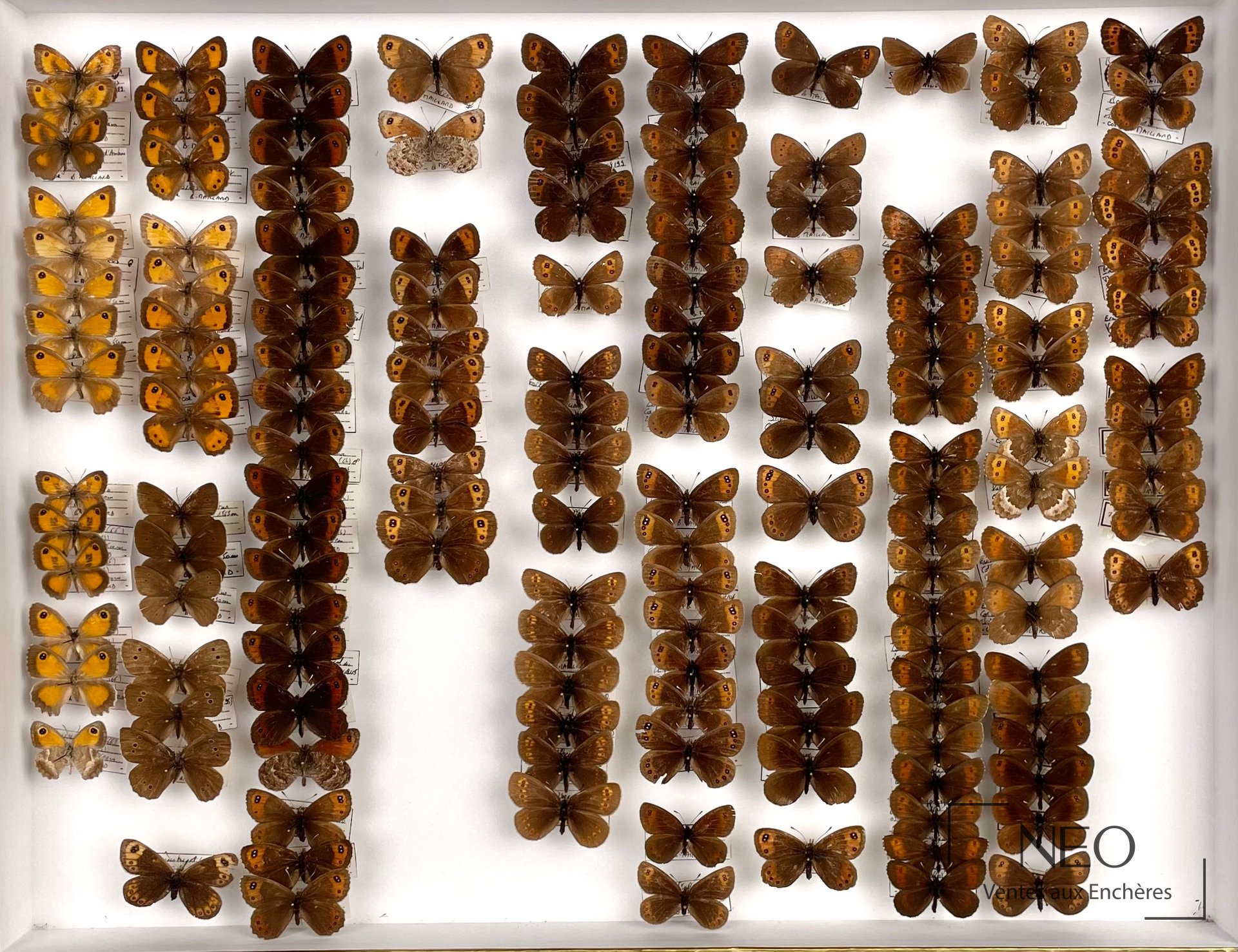 Nymphalidae Satyrinae de France, environ 250 exemplaires, deux boîtes