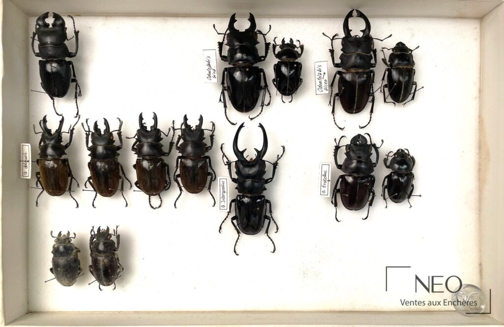 Boîte d'insectes avec plusieurs lucanidés Odontolabis épinglés sur fond blanc