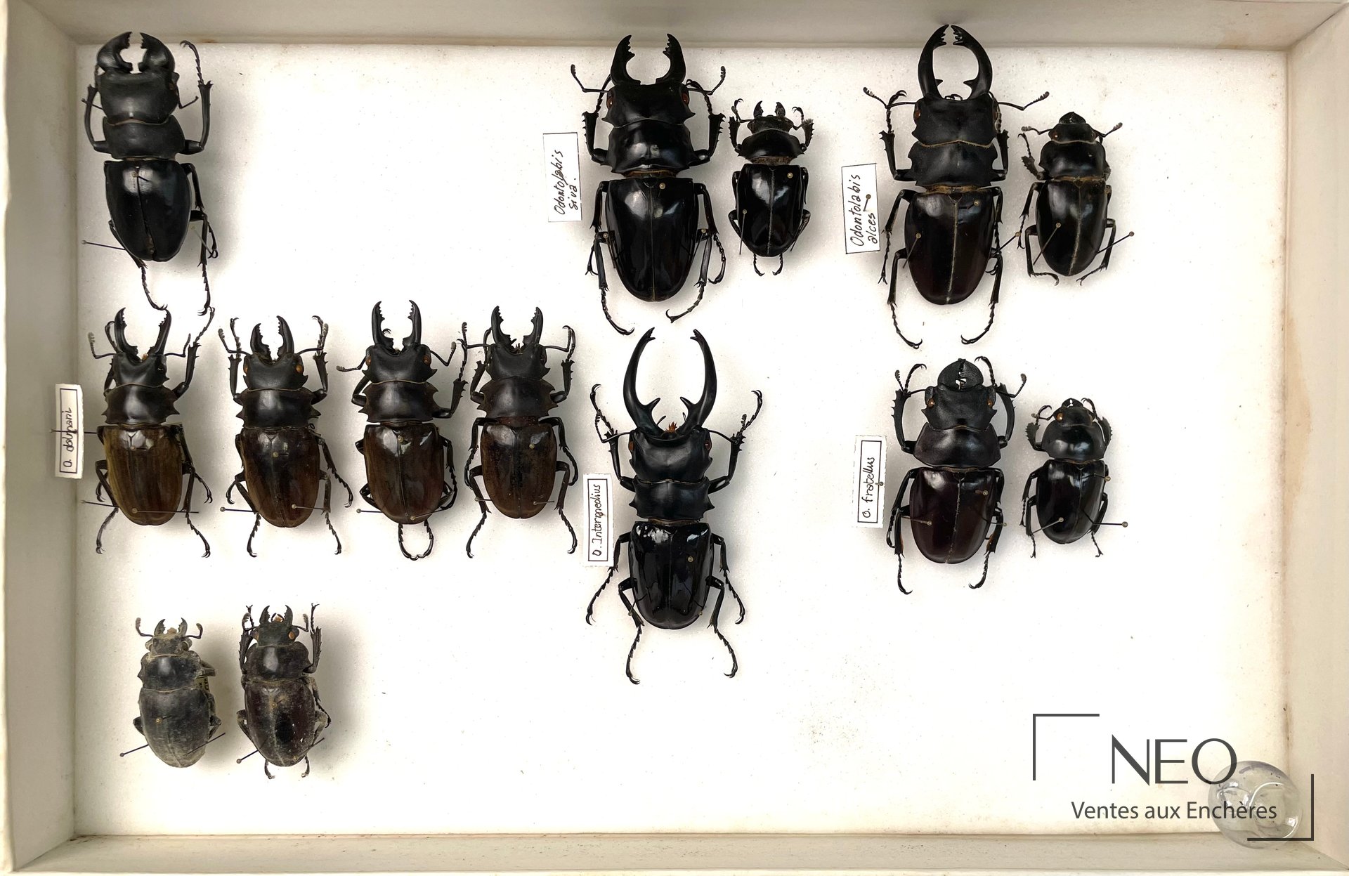 Boîte d'insectes avec plusieurs lucanidés Odontolabis épinglés sur fond blanc
