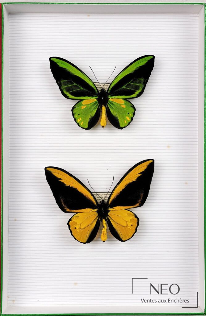 Deux papillons Ornithoptera naturalisés dans un cadre blanc à fond ligné