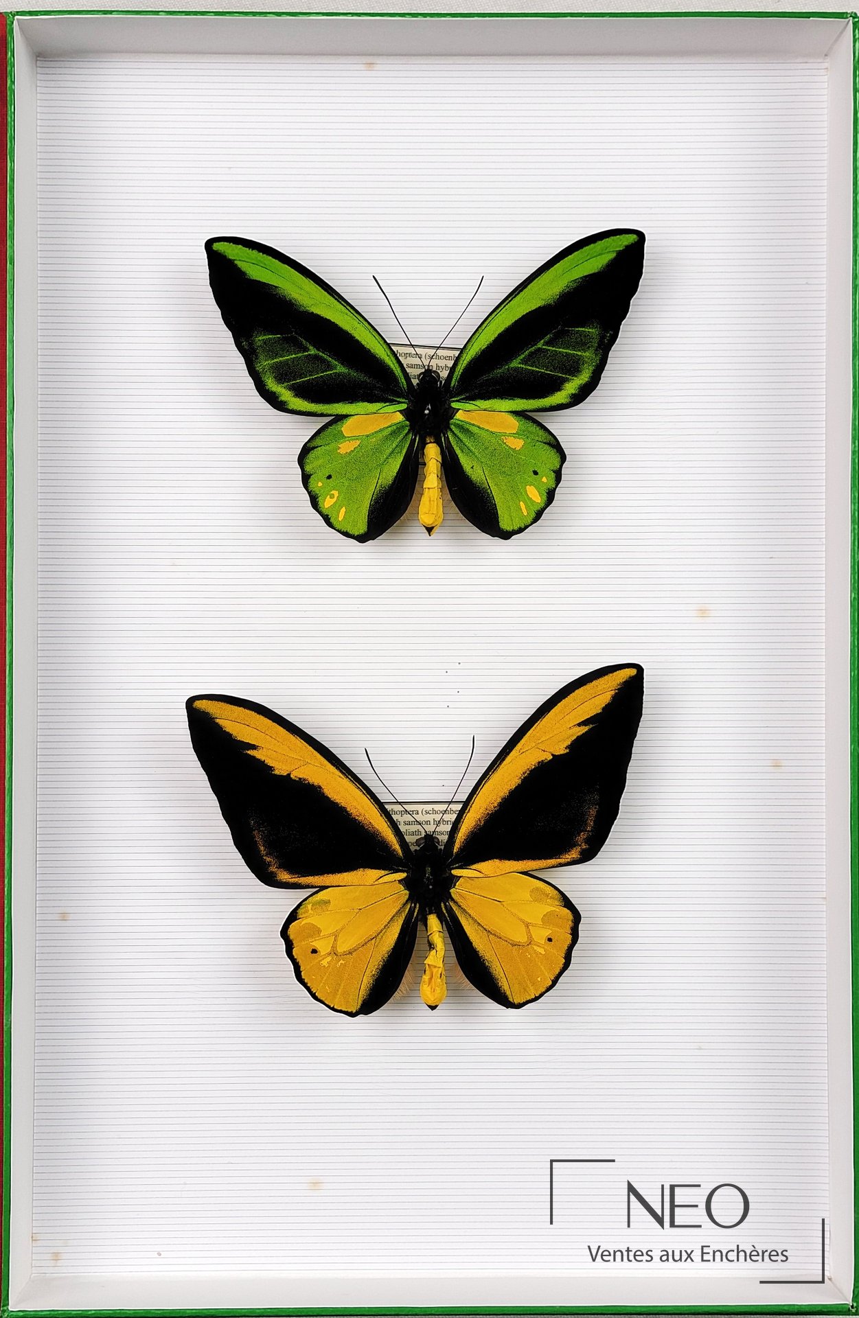 Deux papillons Ornithoptera naturalisés dans un cadre blanc à fond ligné