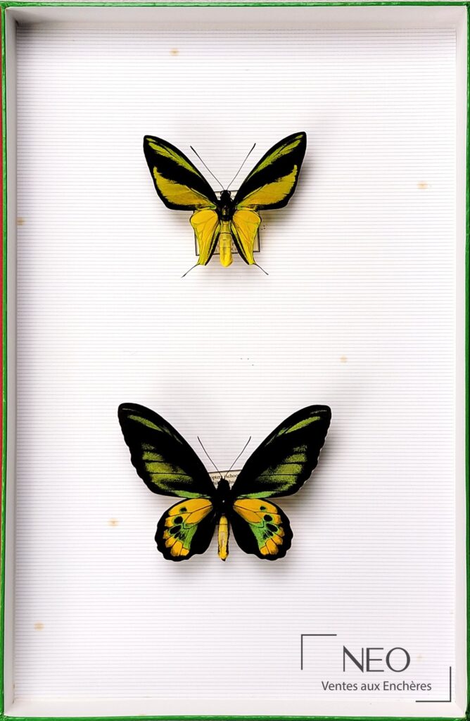 Deux papillons Ornithoptera présentés de face dans une boîte blanche à liseré vert.