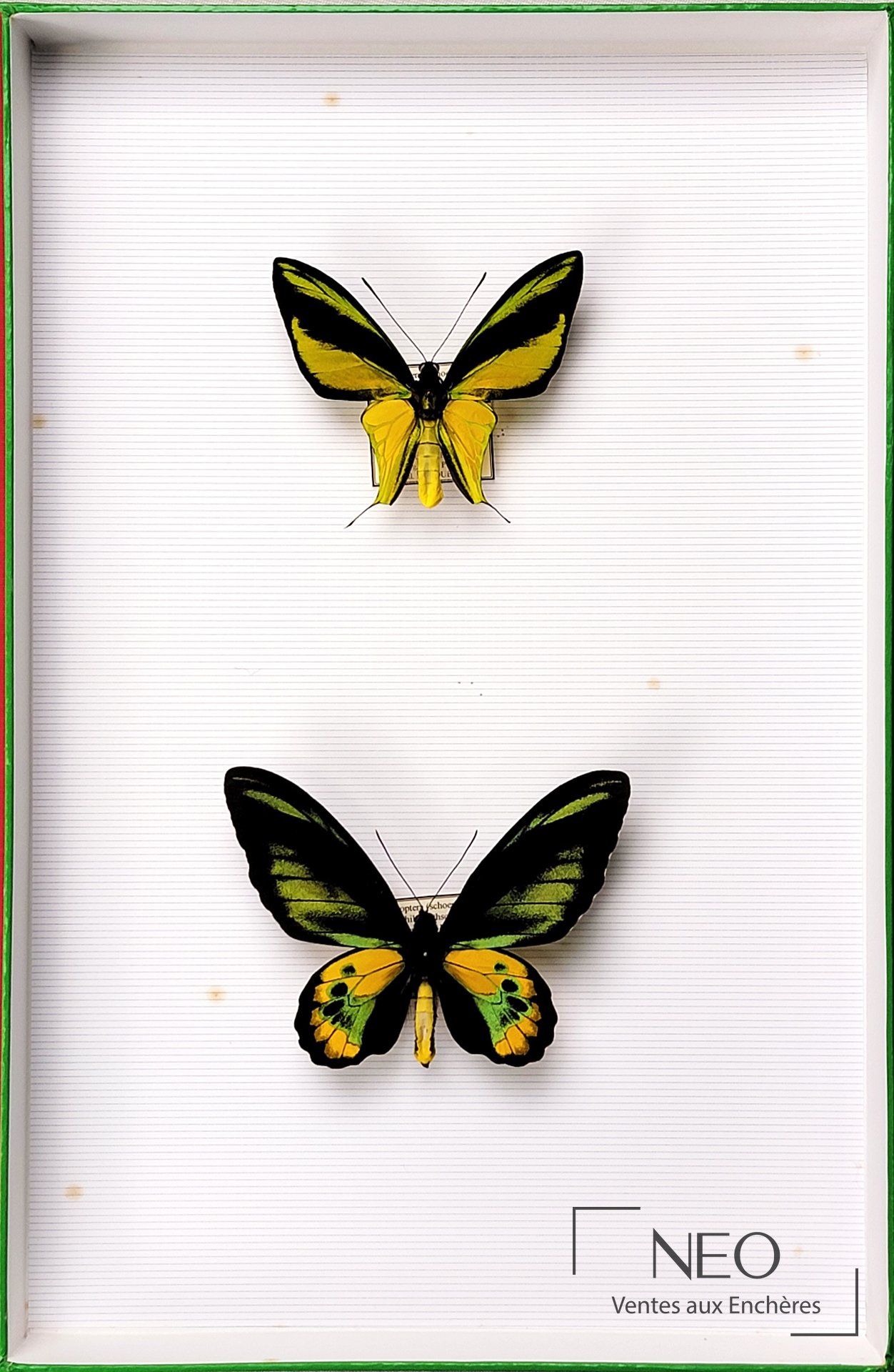 Deux papillons Ornithoptera présentés de face dans une boîte blanche à liseré vert.