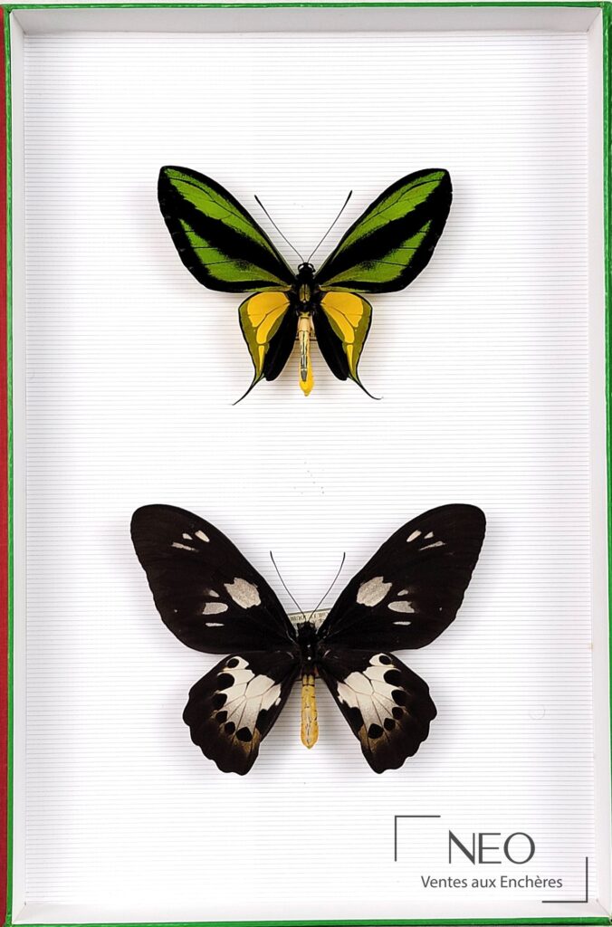 Boîte entomologique présentant deux papillons Ornithoptera paradisea sur fond clair