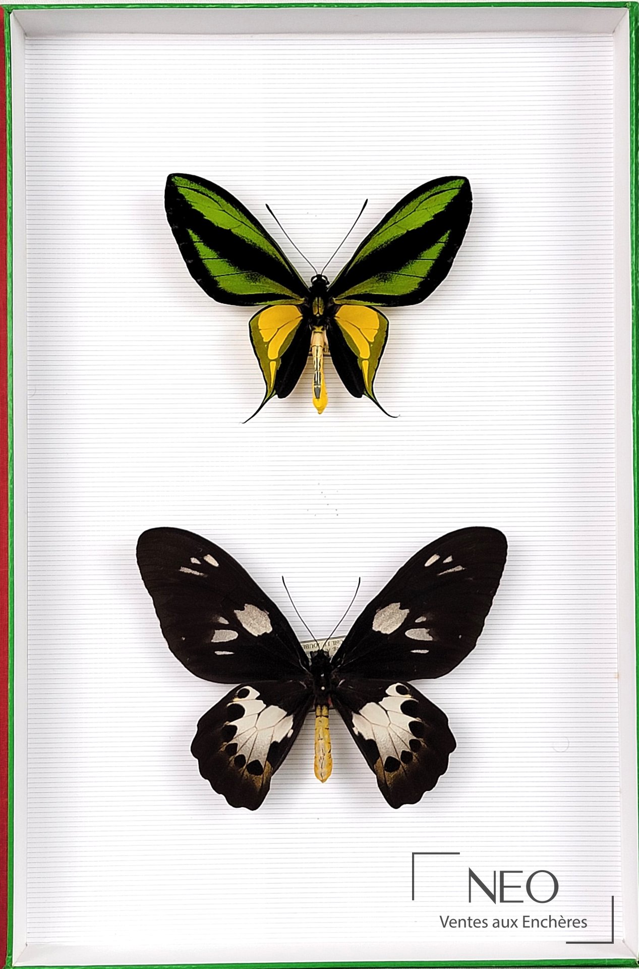 Boîte entomologique présentant deux papillons Ornithoptera paradisea sur fond clair